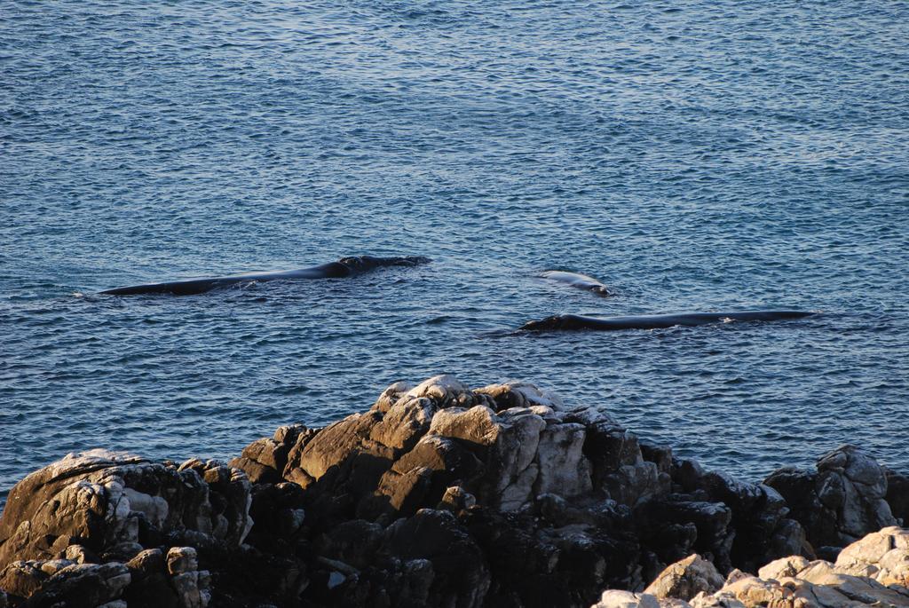 Whaletale Apartamento De Kelders Exterior foto