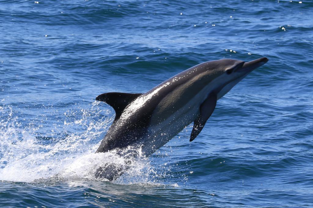 Whaletale Apartamento De Kelders Exterior foto