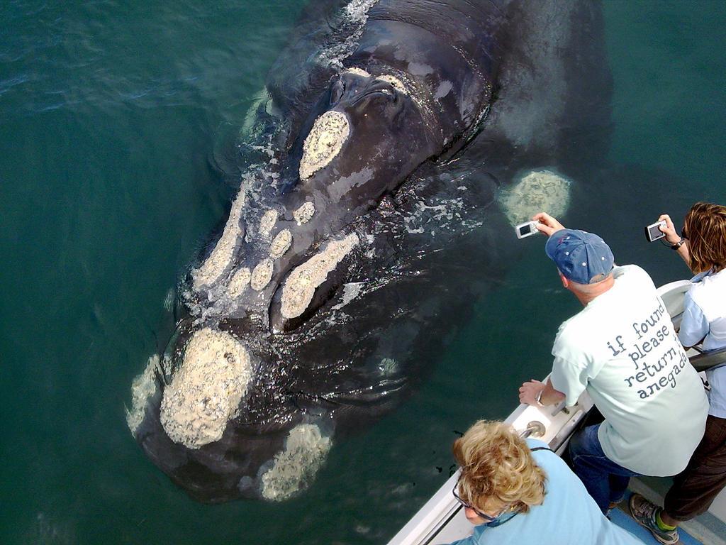 Whaletale Apartamento De Kelders Exterior foto